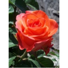 Троянда ВАУ (Роза WOW)